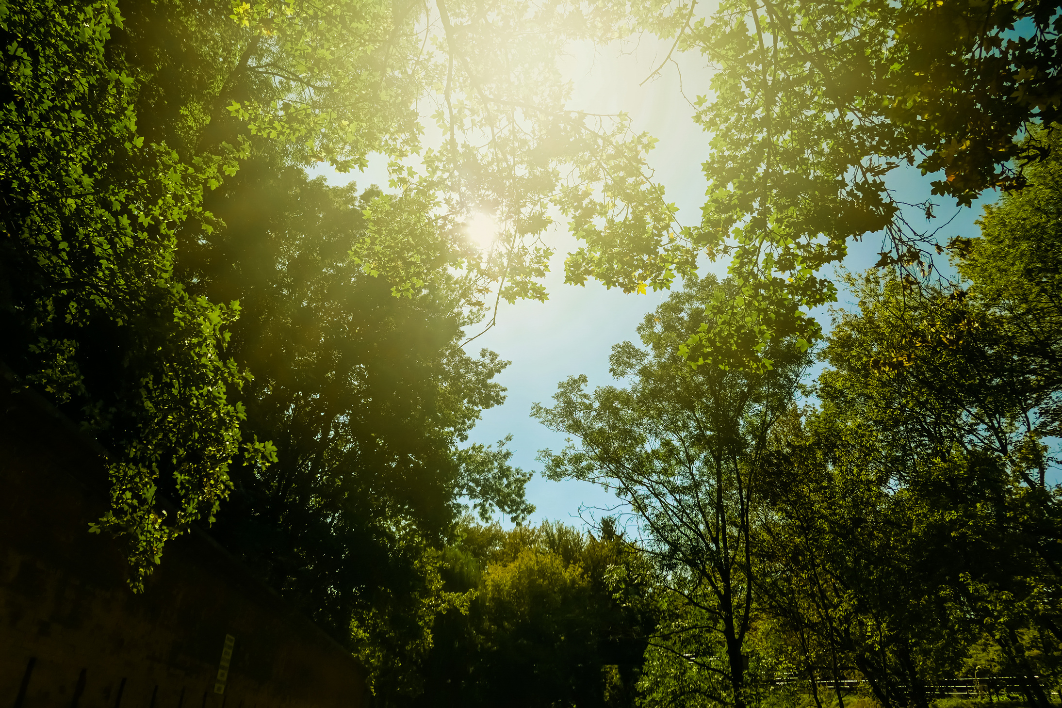 Green Forest on a Sunny Day